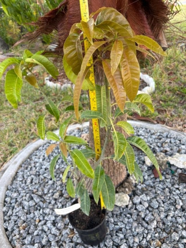 14 MO CARRIE MANGO TREE GRAFTED (MANGIFERA INDICA)