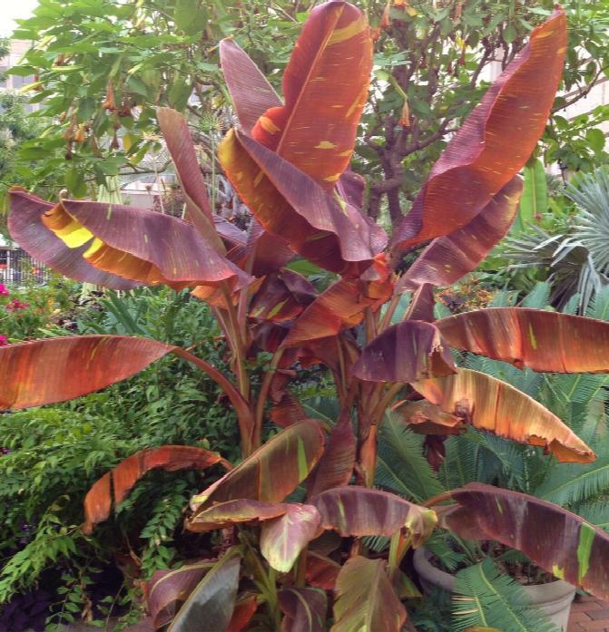 ~SIAM RUBY~Variegated Ornamental Banana SMALL ROOTED STARTER PLANT~VERY RARE~HTF