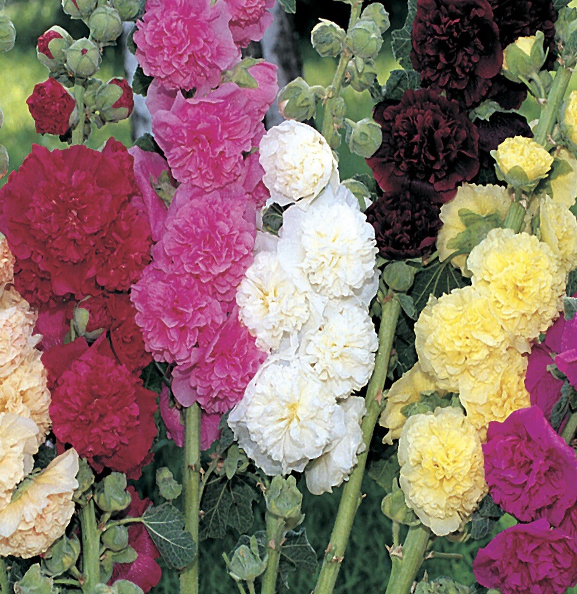 25+ Summer Carnival Mix Hollyhock Seeds | Non-GMO | Free Shipping | USA