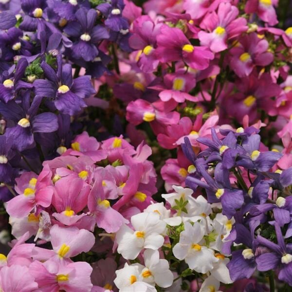 Perennial Cape Snapdragon 200 fresh seeds pastel colors