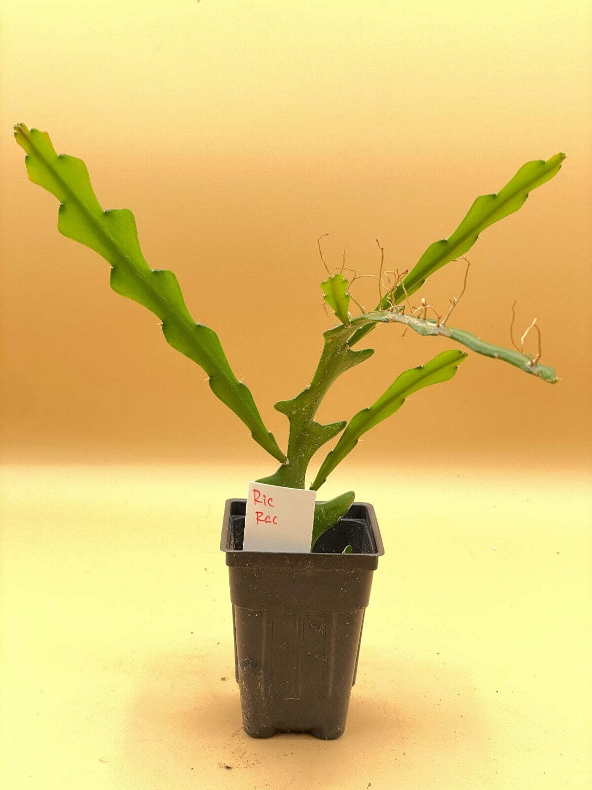 Ric-Rac Cactus – Selenicereus anthonyanus – Fully Rooted In 3″ Starter Pot
