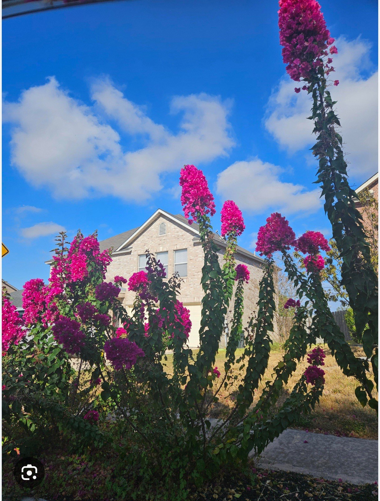 Torch Glow Bougainvillea -SMALL ROOTED STARTER Plant