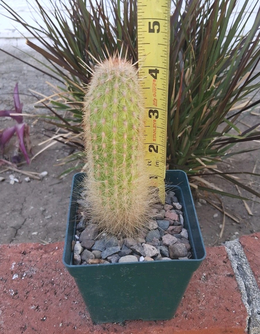 Trixanthocereus Blossfeldiorum Cactus Beautiful Fluff At Base! Red Spines On Top