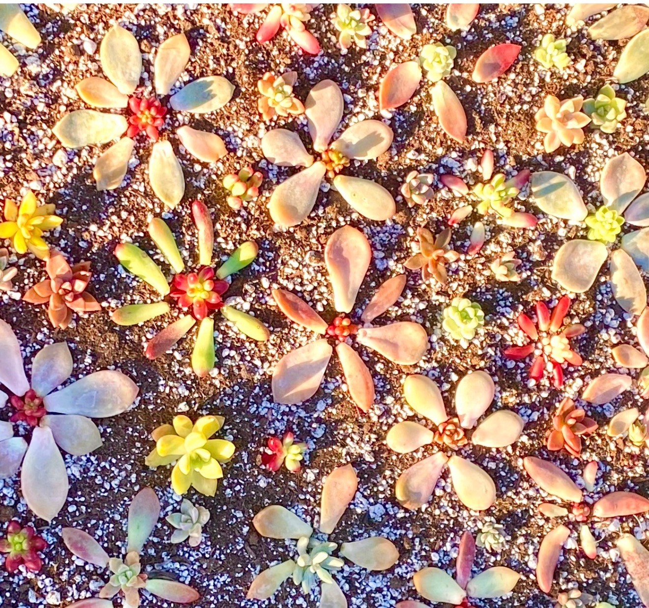 50 Colorful All Different Succulent Leaves Starter Kit Easy Propagation FREESHIP