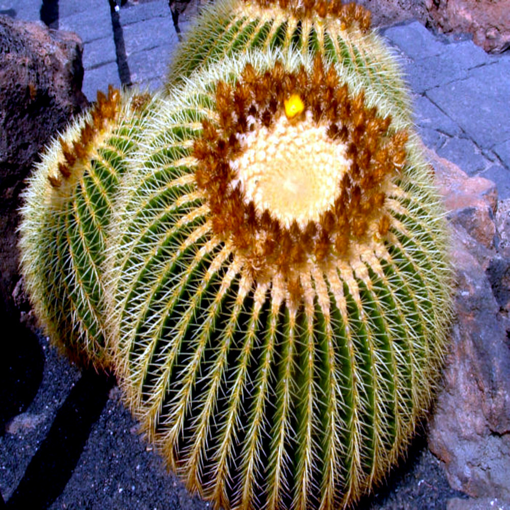 25 Golden Barrel Ball Cactus Seeds Echinocactus grusonii Flowering Cacti Plant