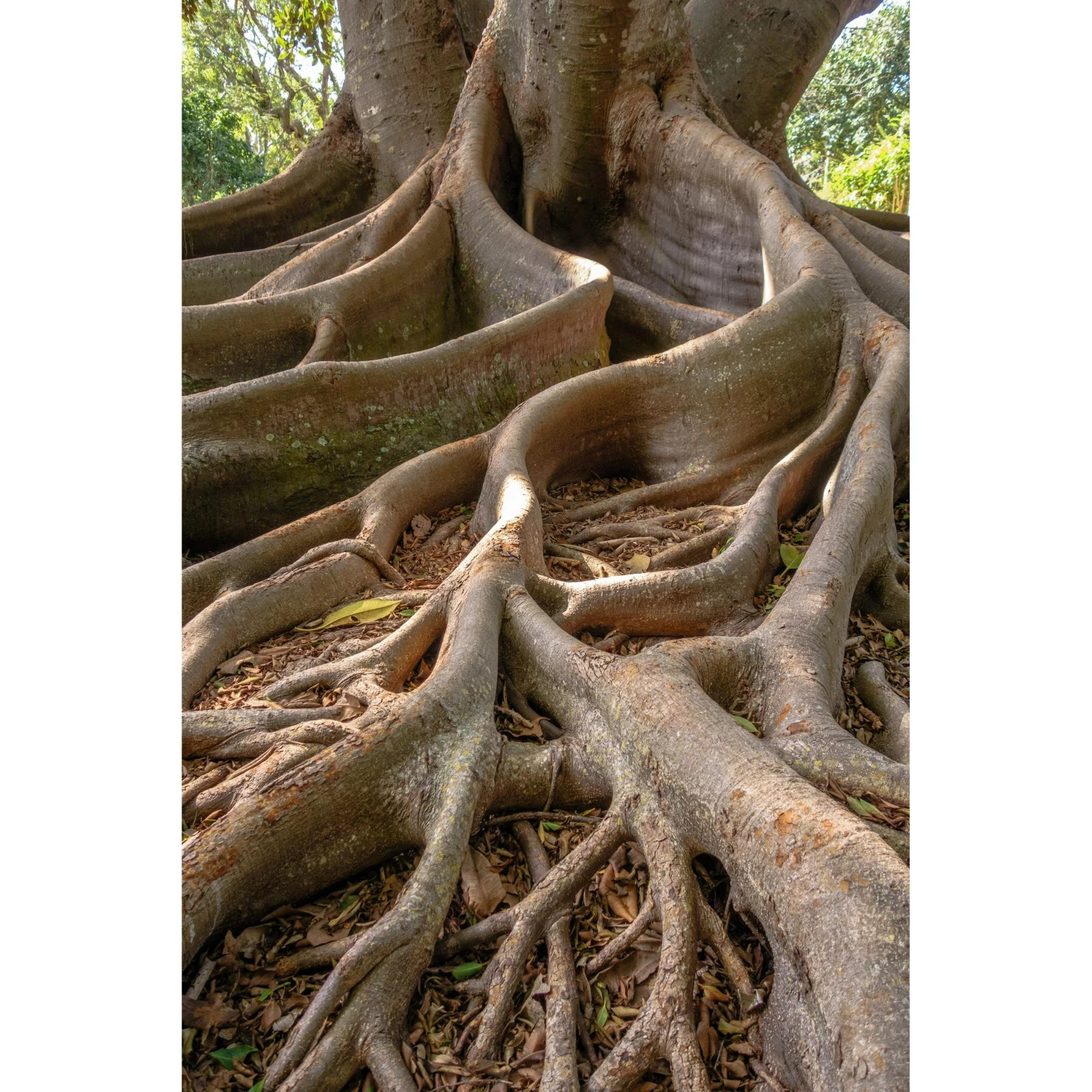250 Bayan Tree Seeds | Rare Exotic Heirloom Seeds | Fast Growing Forestry Plant