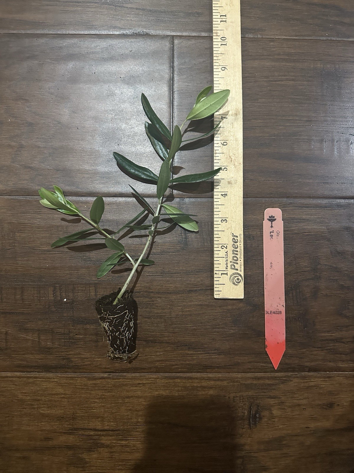 Leccino Olive Tree (Olea europaea) 1 Live TC Plant/Plug –4-8 inches – Edible!