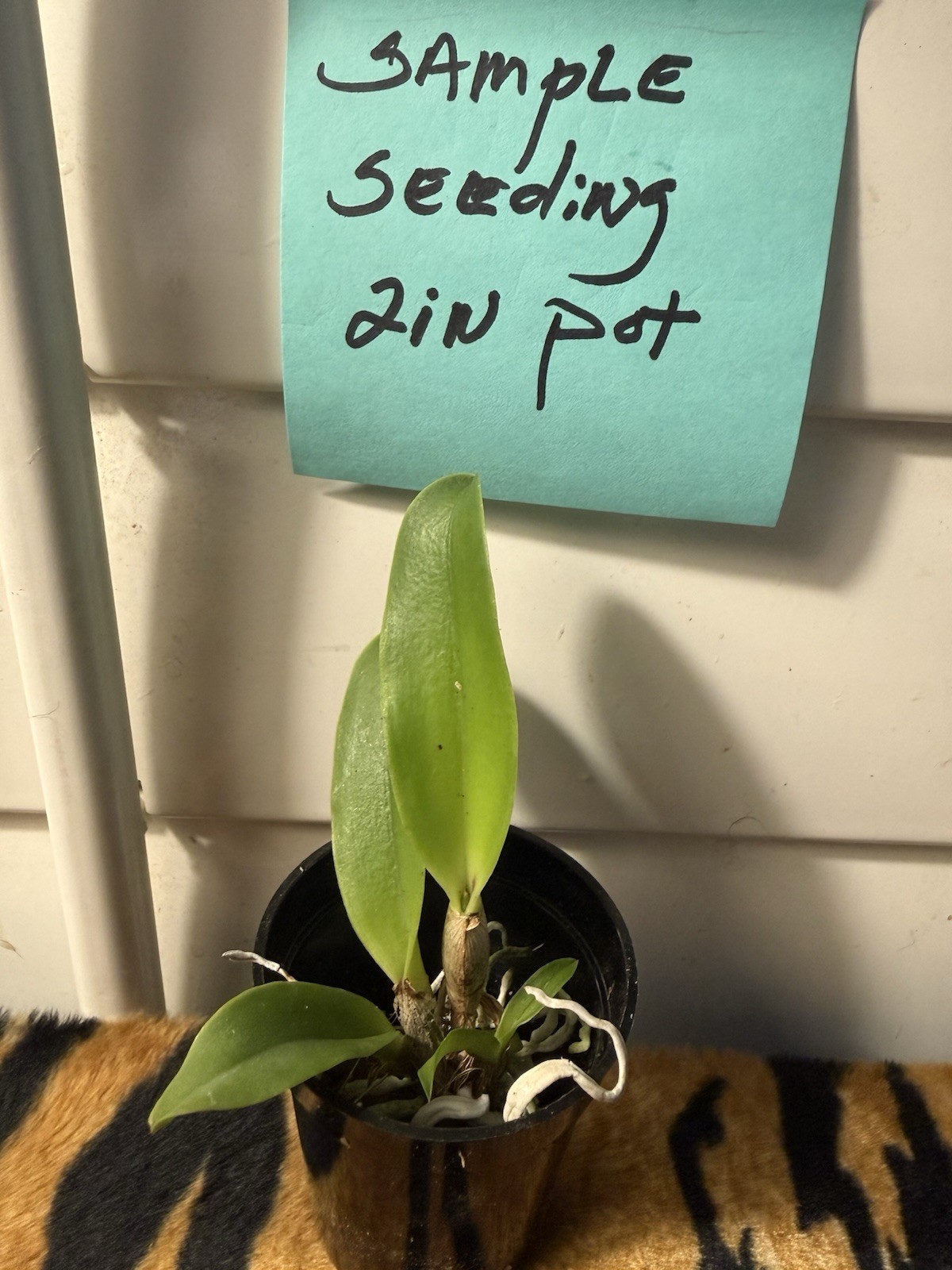 ORCHID Plant Blc Chelsey Nakanishi 2 in pot seedling