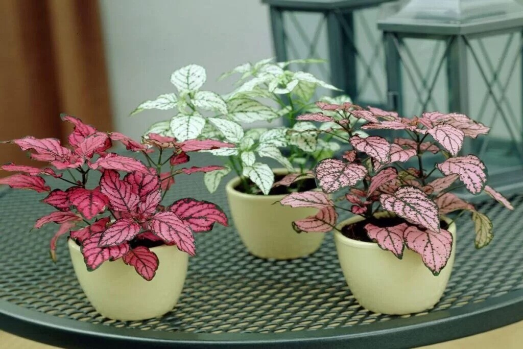 Grow Your Own Plant Set! Text Including What Plant and Color Specifications!