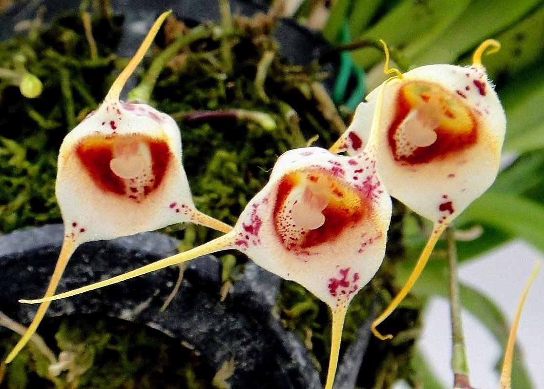 Orchid Species Dracula inaequalis. Polka Dotted Monkey Flower! Blooming Size