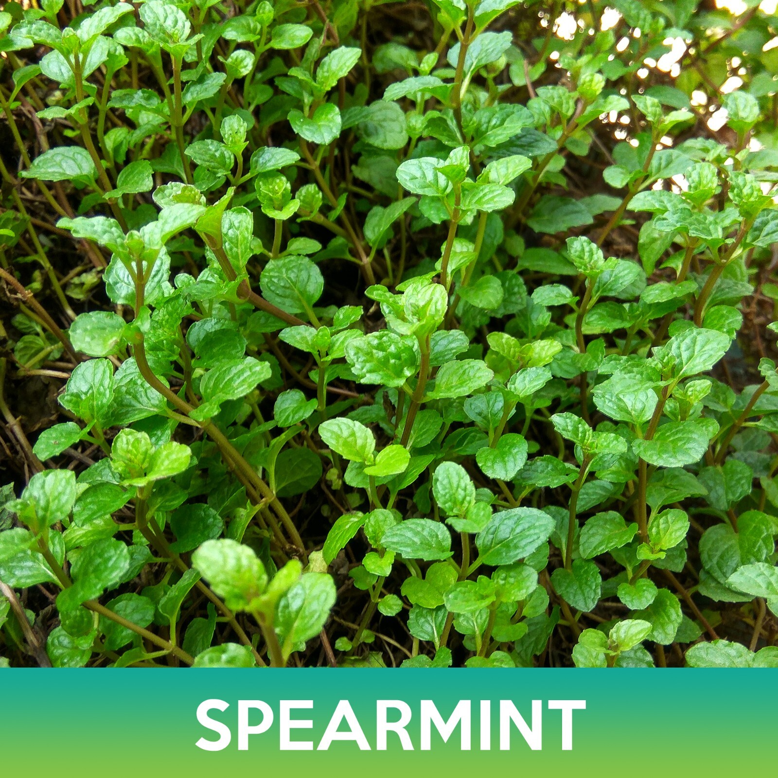 Spearmint Seeds