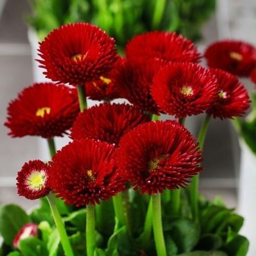 2000+English Daisy Seeds(Bellis perennis) Mixed Perennial Wildflowers USA