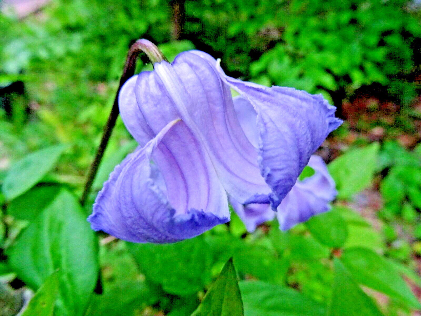 Clematis crispa Blue Jasmine 10 seeds from 2023 Native perennial vine organic