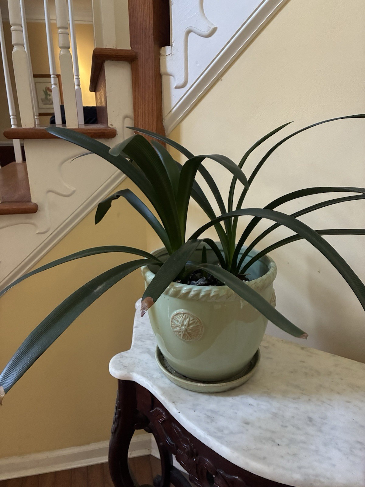 Clivia
