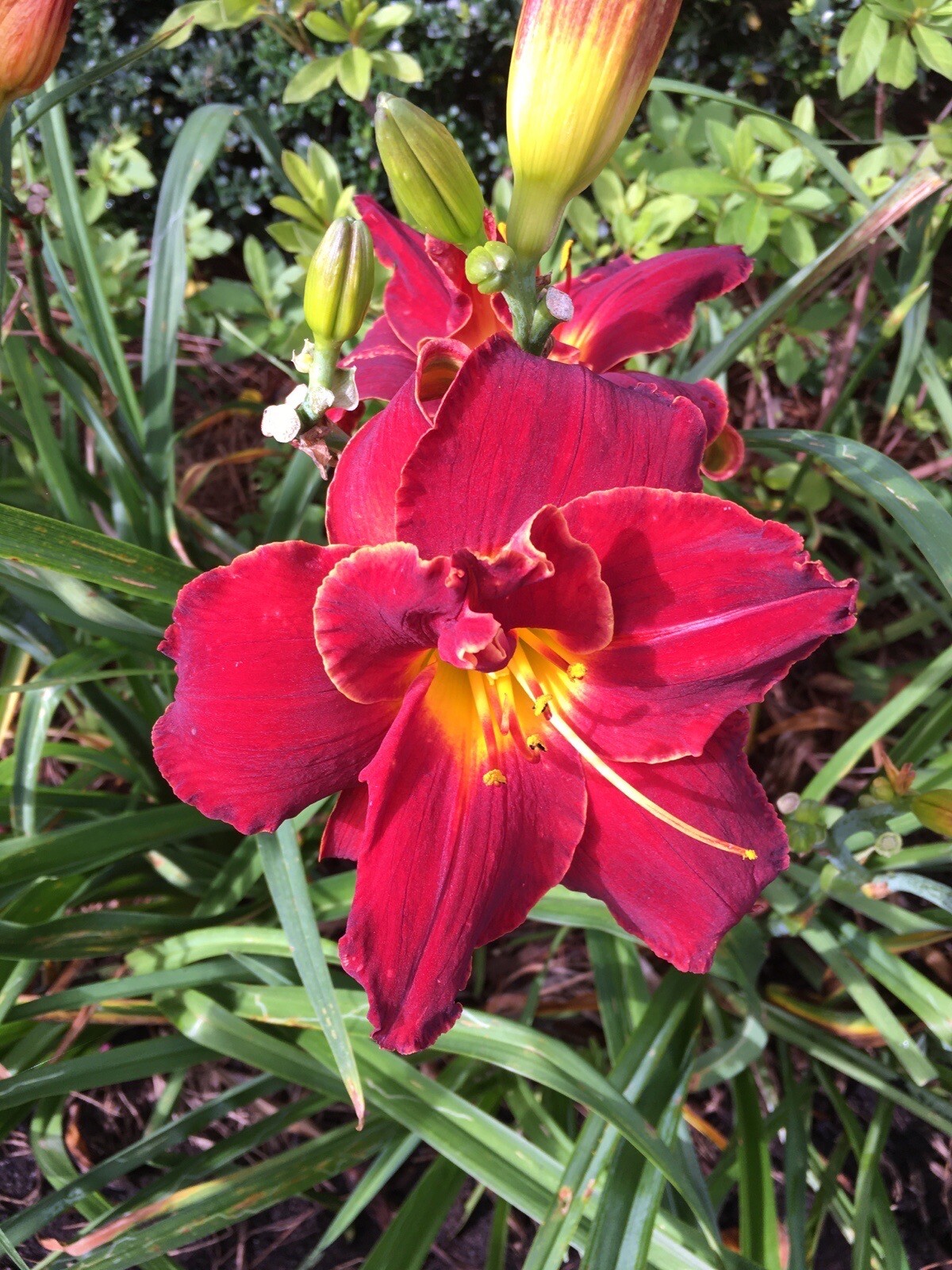 20 MIXED COLORS DAYLILY Mix Red Purple Flower Seeds FREE SHIP