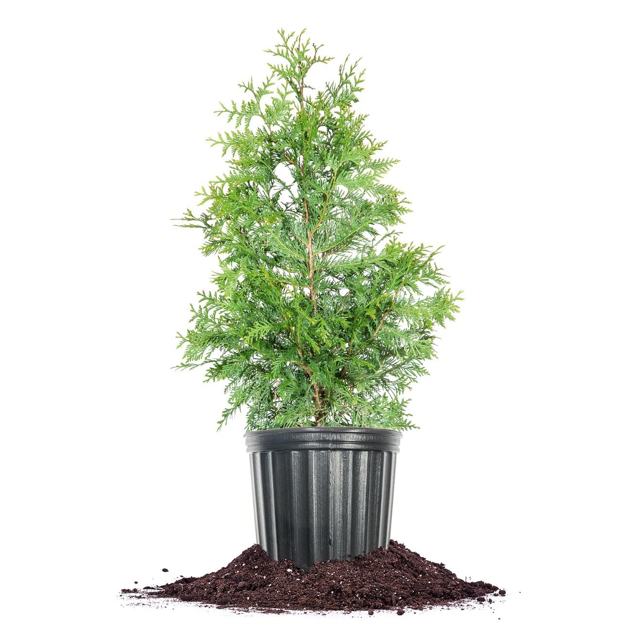Perfect Plants Thuja Green Giant 3 Gallon Live Evergreen Tree For Landscaping