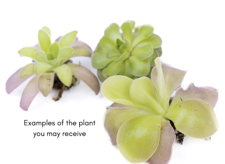 Mexican Butterwort Pinguicula – Live Carnivorous Plant Grower’s Choice