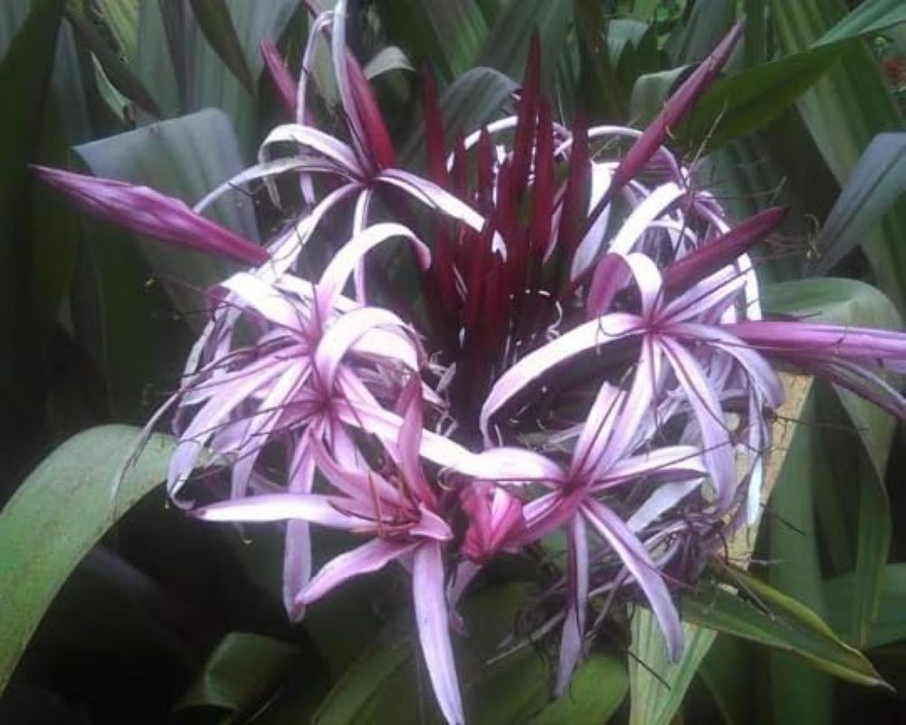 Giant Purple Lilly Spider Crinum Asiaticum Live Indoor Outdoor Starter Plant