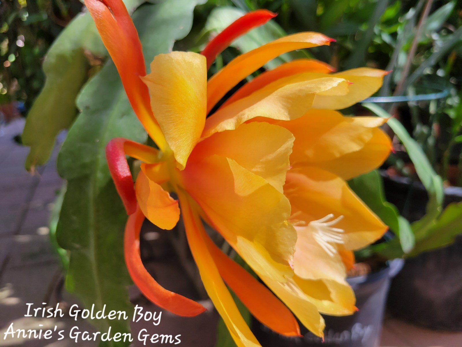 Epiphyllum Irish Golden Boy Unrooted Cuttings – 8 to 10 inches long