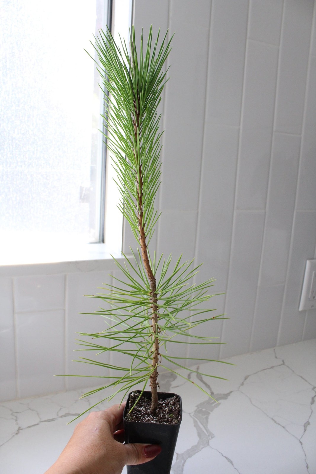 Japanese Black Pine Bonsai, 2 Inch Pot, Live Tree Starter, Beginner Friendly