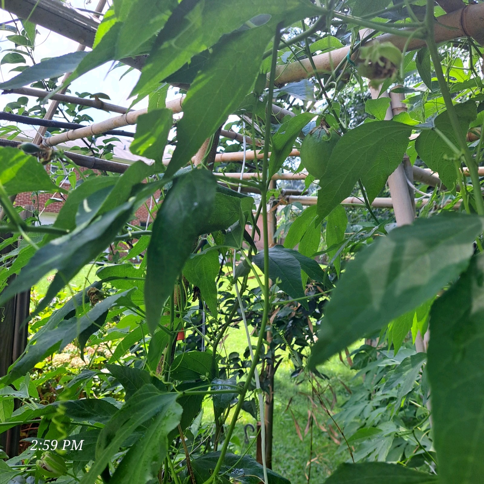 passion flower live plant/Maypop (buy one get one free for good measure)