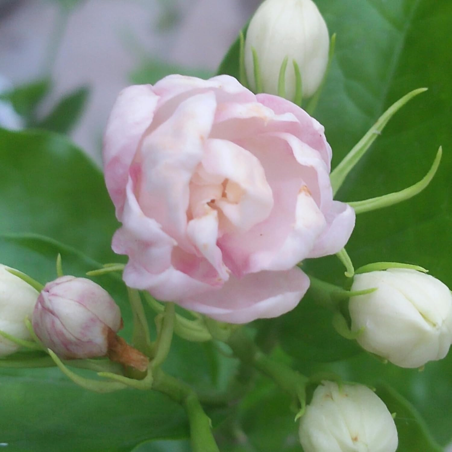 Mix Climbing Double Jasmine Seeds for Planting, 250+pcs Perennial Fragrant Climb