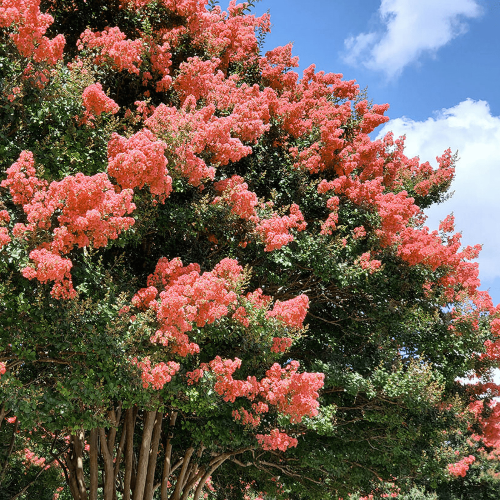 Miami Crape Myrtle: Vibrant Tropical Beauty and Fast-Growing Shade