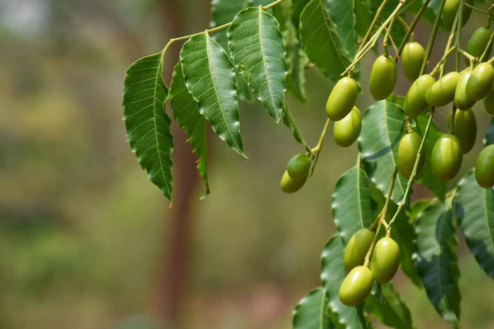 Neem Tree Seeds – 10 Seeds – Village Pharmacy Tree