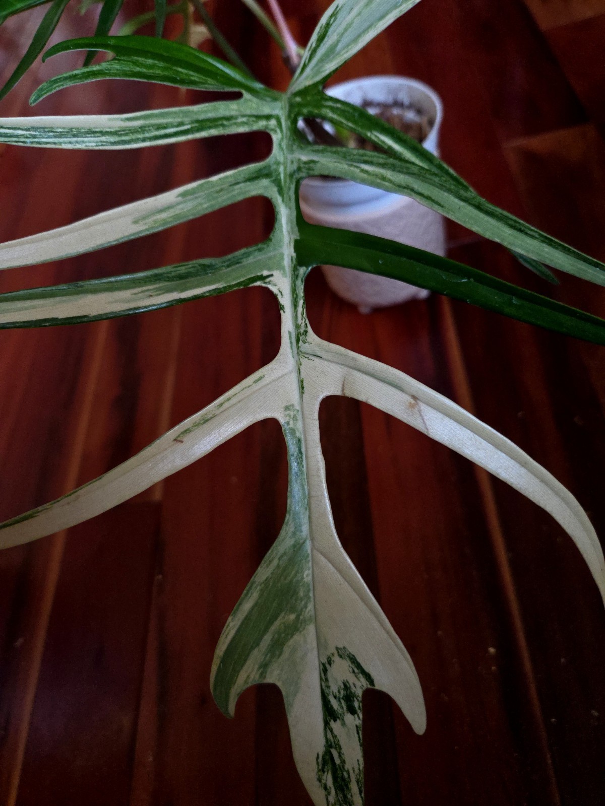 Rare Philodendron Florida Beauty X Tortum 21″ Wide Aroid Not Monstera Anthurium