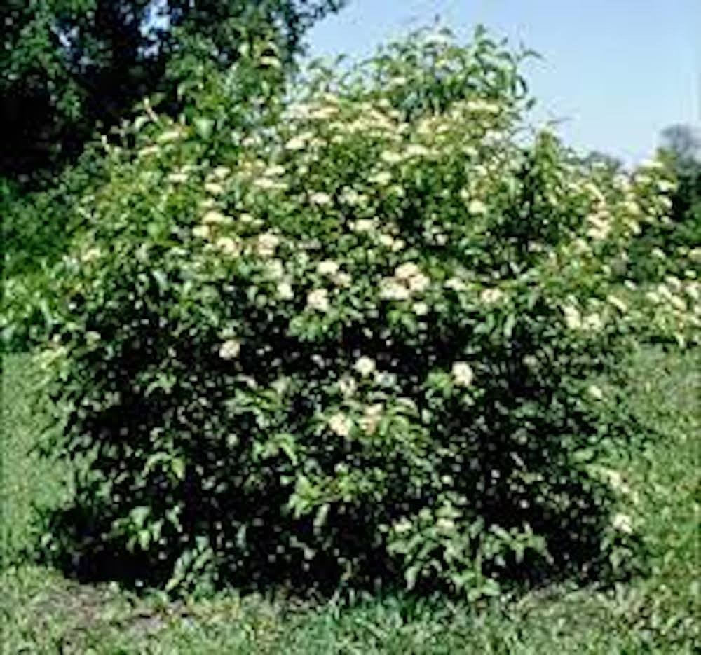1 Silky Dogwood Tree 12-24″ Tall Bare Root Cornus amomum