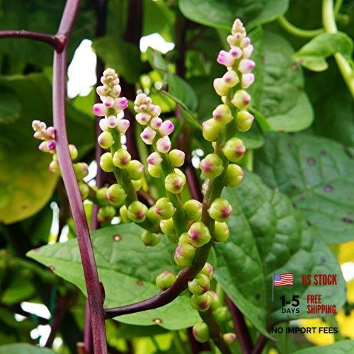 Basella Rubra Malabar Spinach Seeds -00 Pcs. Perennial, Humid & 100 Seeds 1
