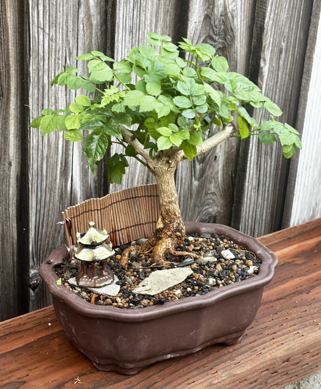 CAPE HONEYSUCKLE BONSAI TREE