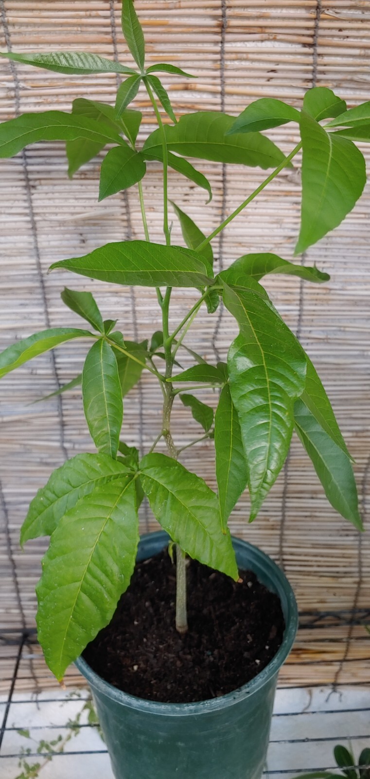 White Sapote Tropical Fruit Trees (Seedling)