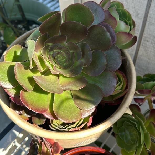 5 Fresh Stems 4-7” Tall Green /Red Aeonium Succulent Indoor Outdoor Hardy Plant