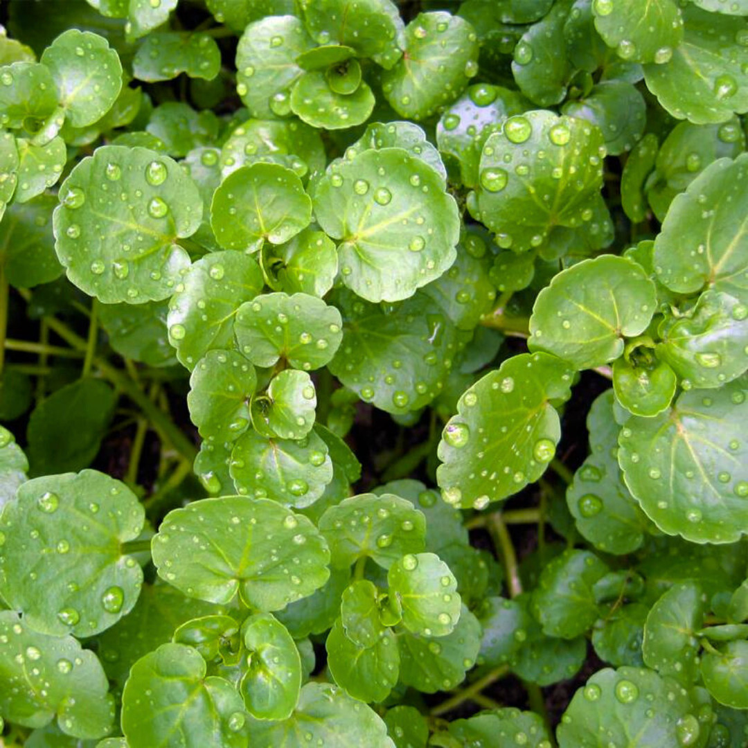 Fresh Green Watercress Seeds | Xi Yang Cai | Heirloom Non-GMO | Vegetables Seeds