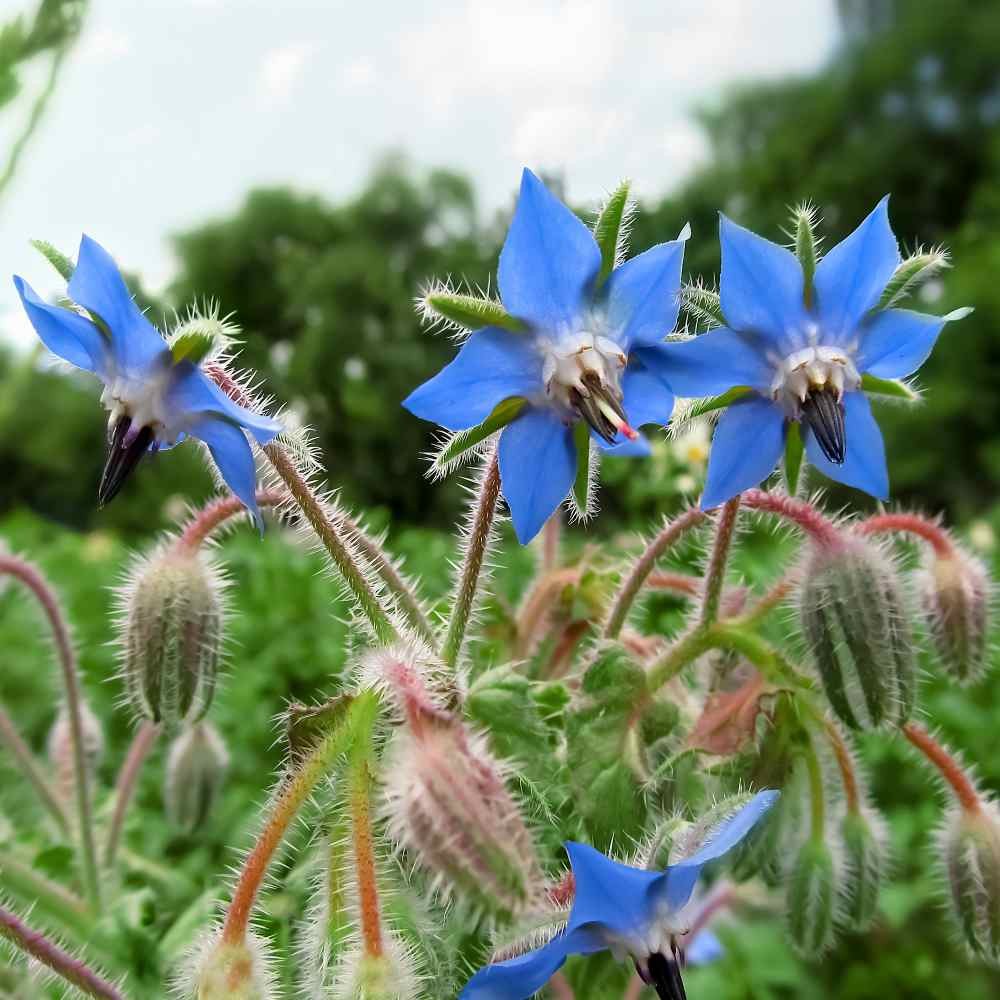 1 LB Heirloom Borage Herb Seeds For Microgreens or Sprouting