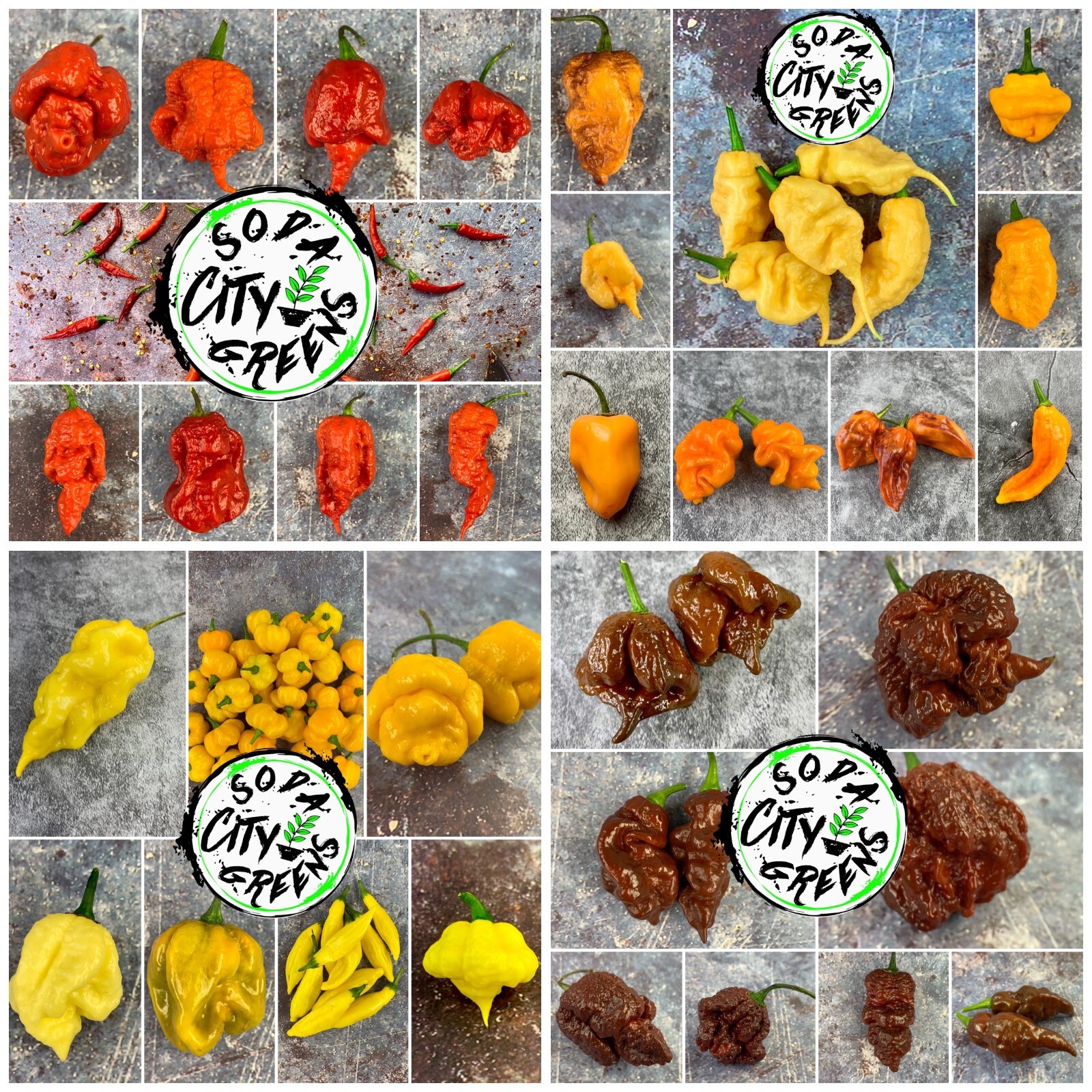 Dream DD Pepper Seeds