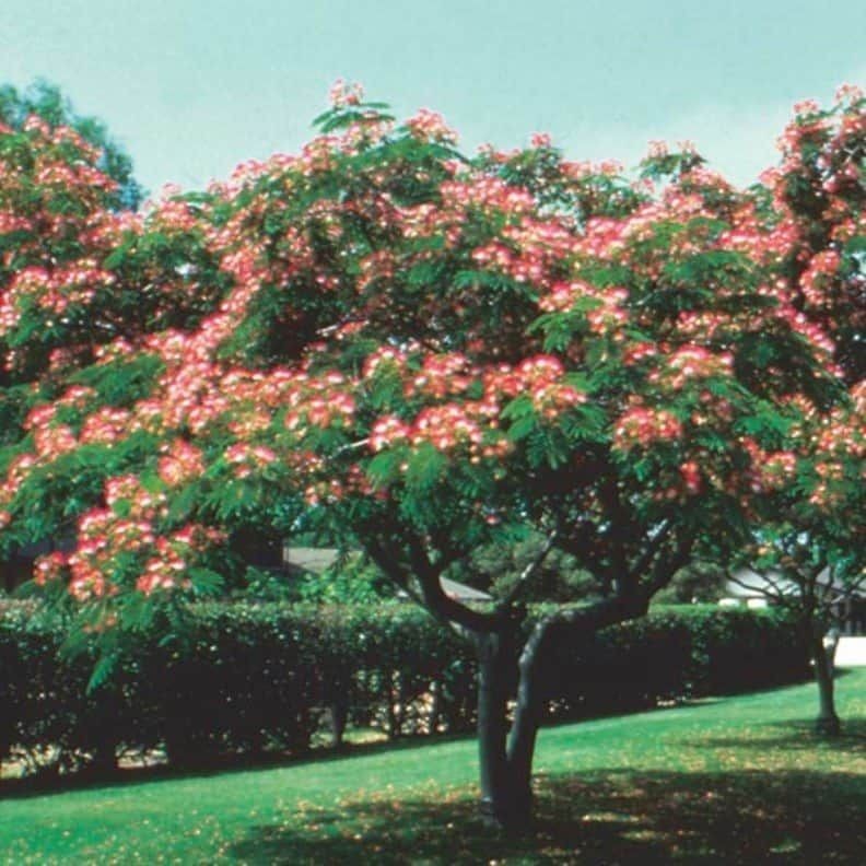 6″ to 12″ tall Mimosa tree in small pot – to grow (1) a large tree or (2) bonsai