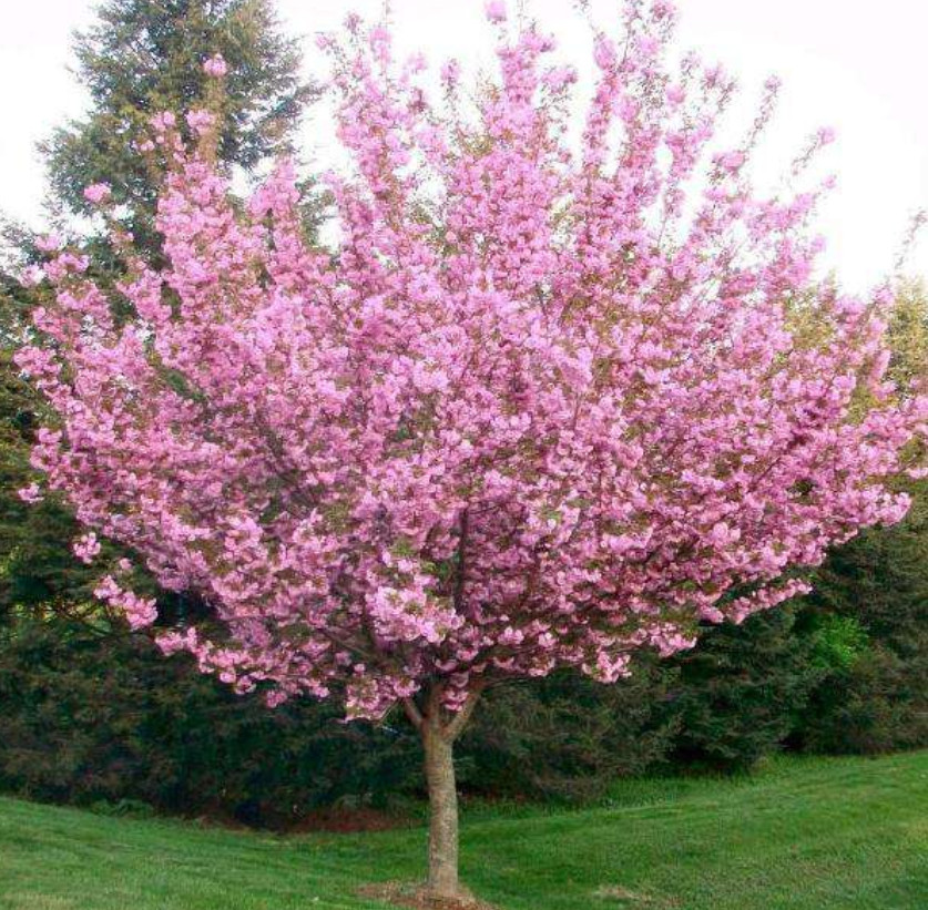 Kwanzan Japanese Cherry Tree – Live Plant in 2.5″ Pot (6–12″ Tall)