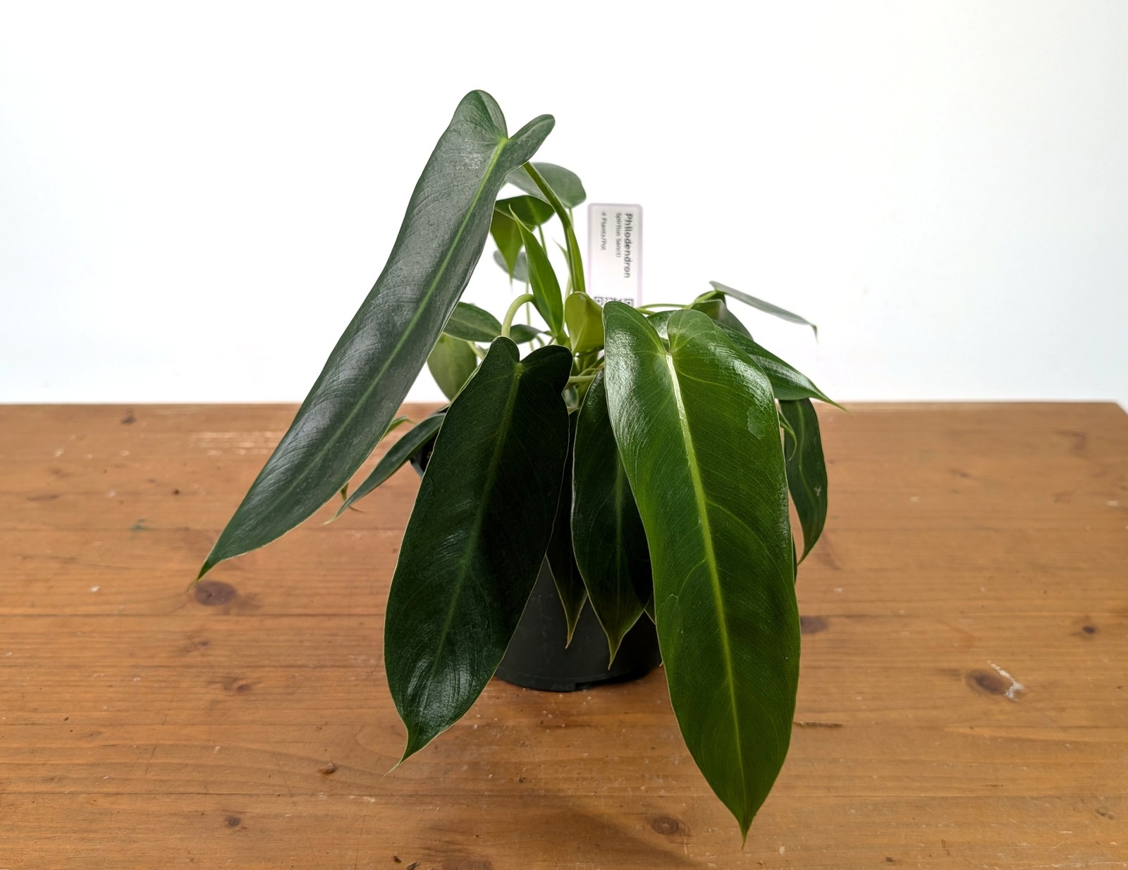 Philodendron Spiritus Sancti – 4 inch and 6 inch Pots – Rare Exotic Plant