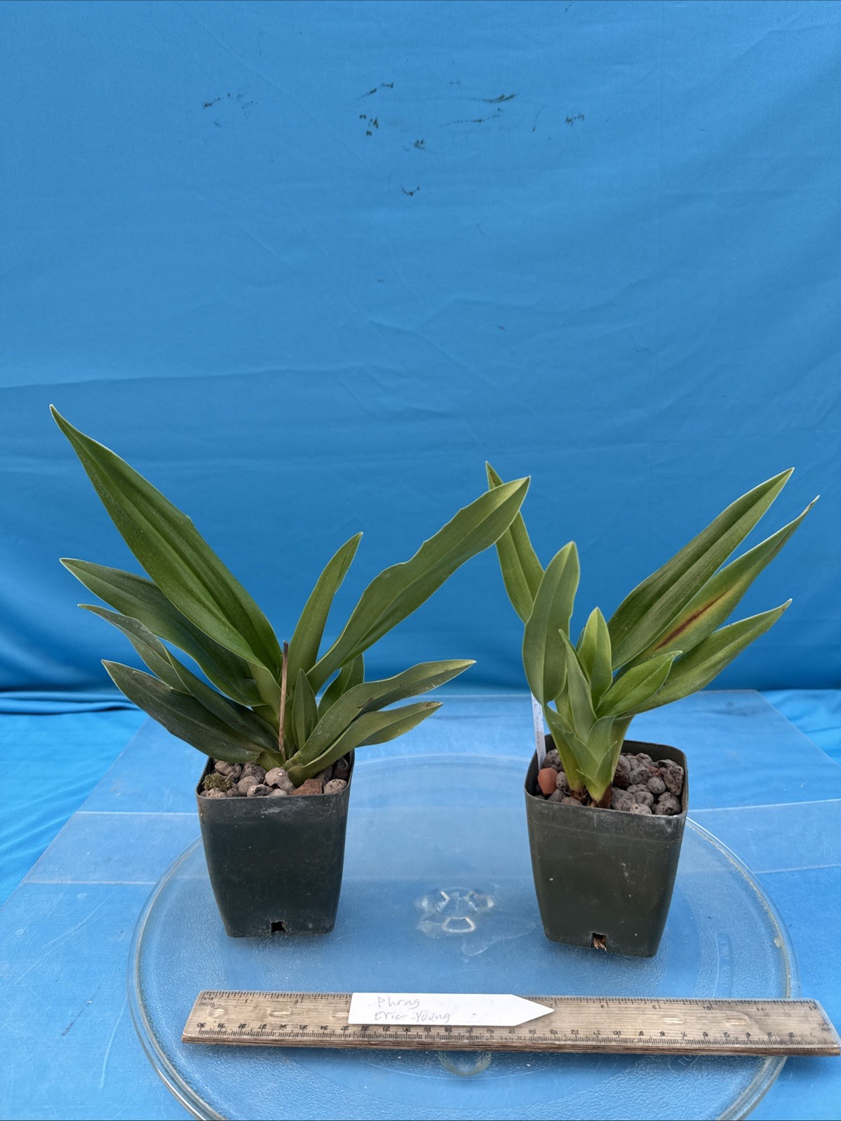 Phragmipedium Eric Young Orange Yellow Pink NBS Orchid New Import 4” RePot