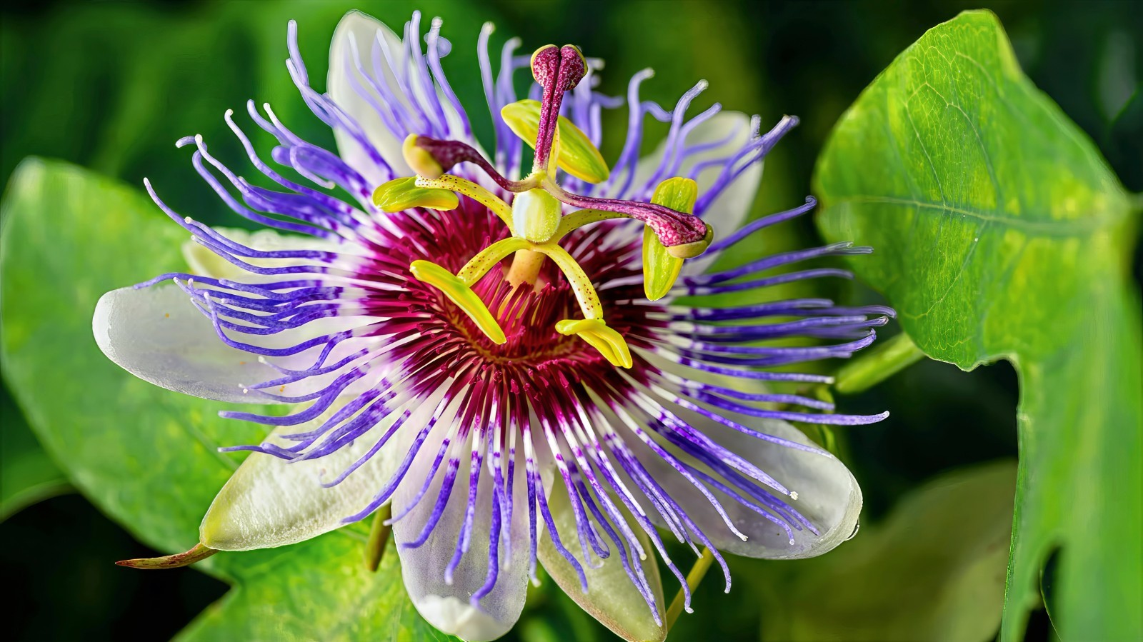 BLUE PASSION FLOWER SEEDS Climber Vine Fruit Plant Hummingbirds & Butterflies!