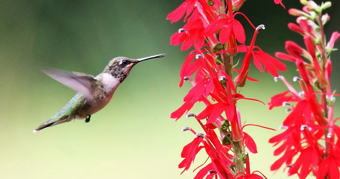 Cardinal Flower Bare-Root – Lobelia Cardinalis Perennial Live Plant