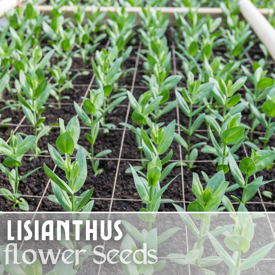 Lisianthus Seeds – Everlast Mix – Seeds Flower Seed Flowers Non Gmo Heirloom