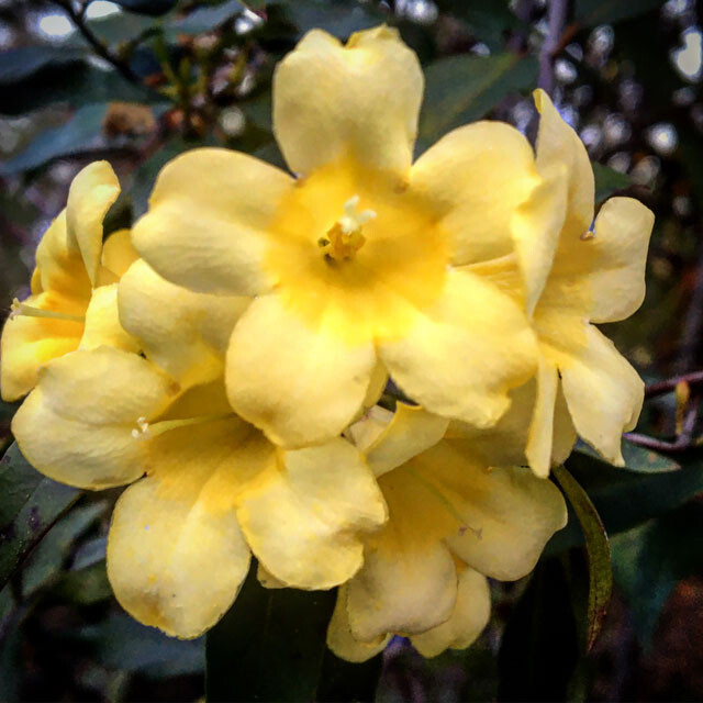 Carolina Jessamine – Gelsemium sempervirens – 40 Plants in 3-1/4 inch Pots