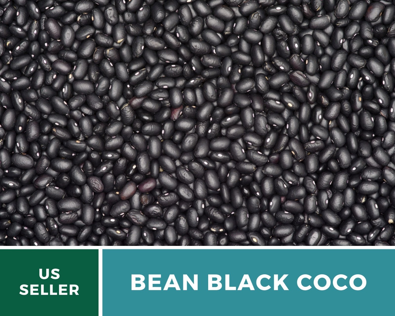 Bean, Black Coco – 30 Seeds, Bush, Heirloom Vegetable (Phaseolus vulgaris)