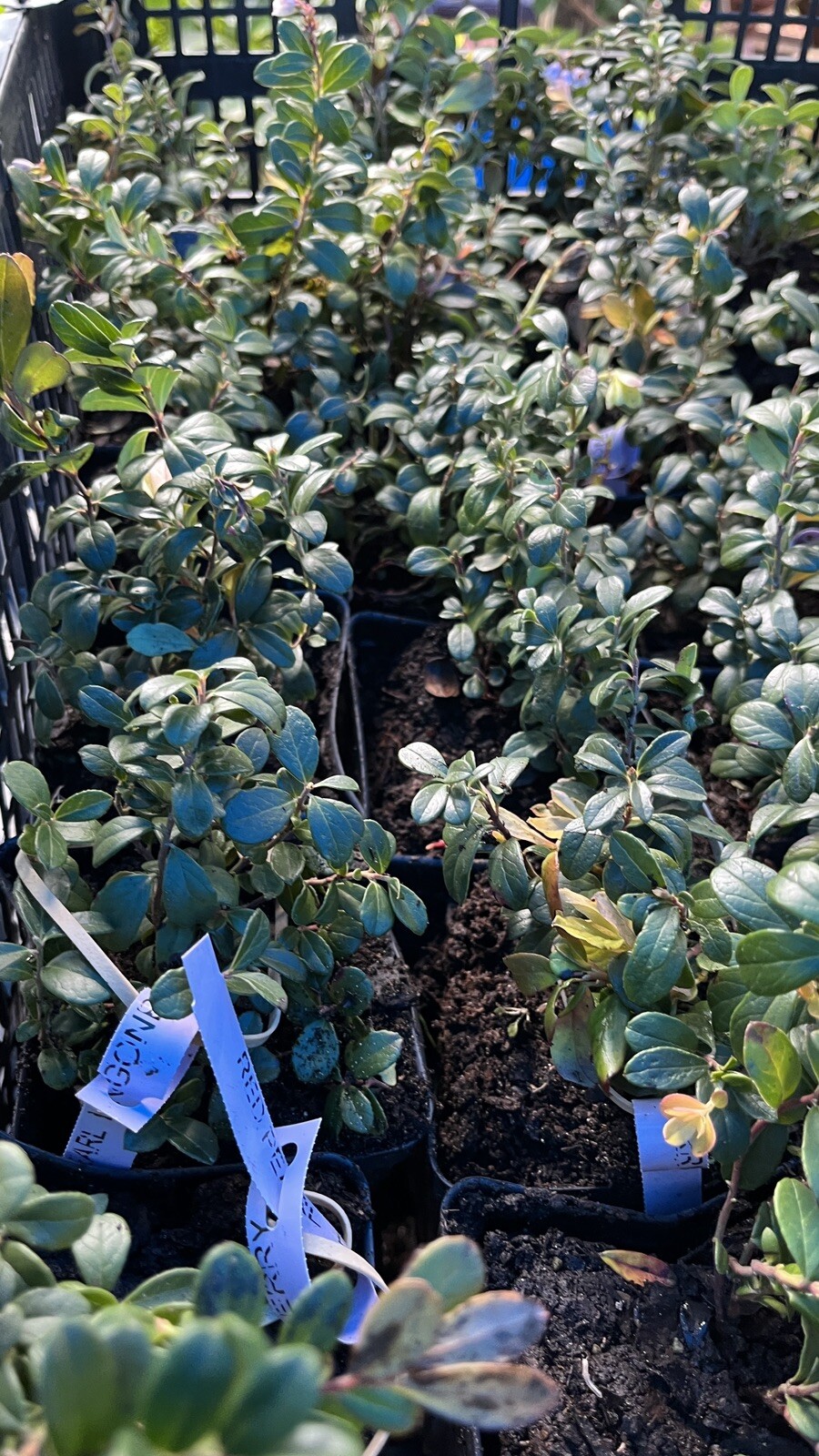 One Erntesegen lingonberry plant, well rooted plant 3-5 inches tall