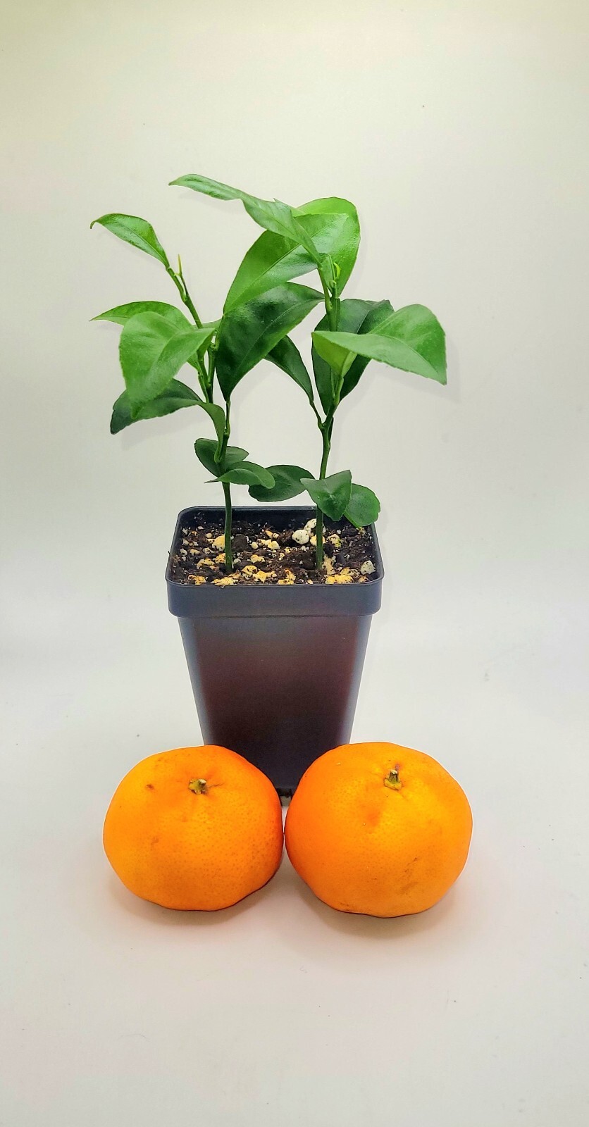 Pot Of 2 Clementine Mandarin orange seedlings, 3-5 inches tall