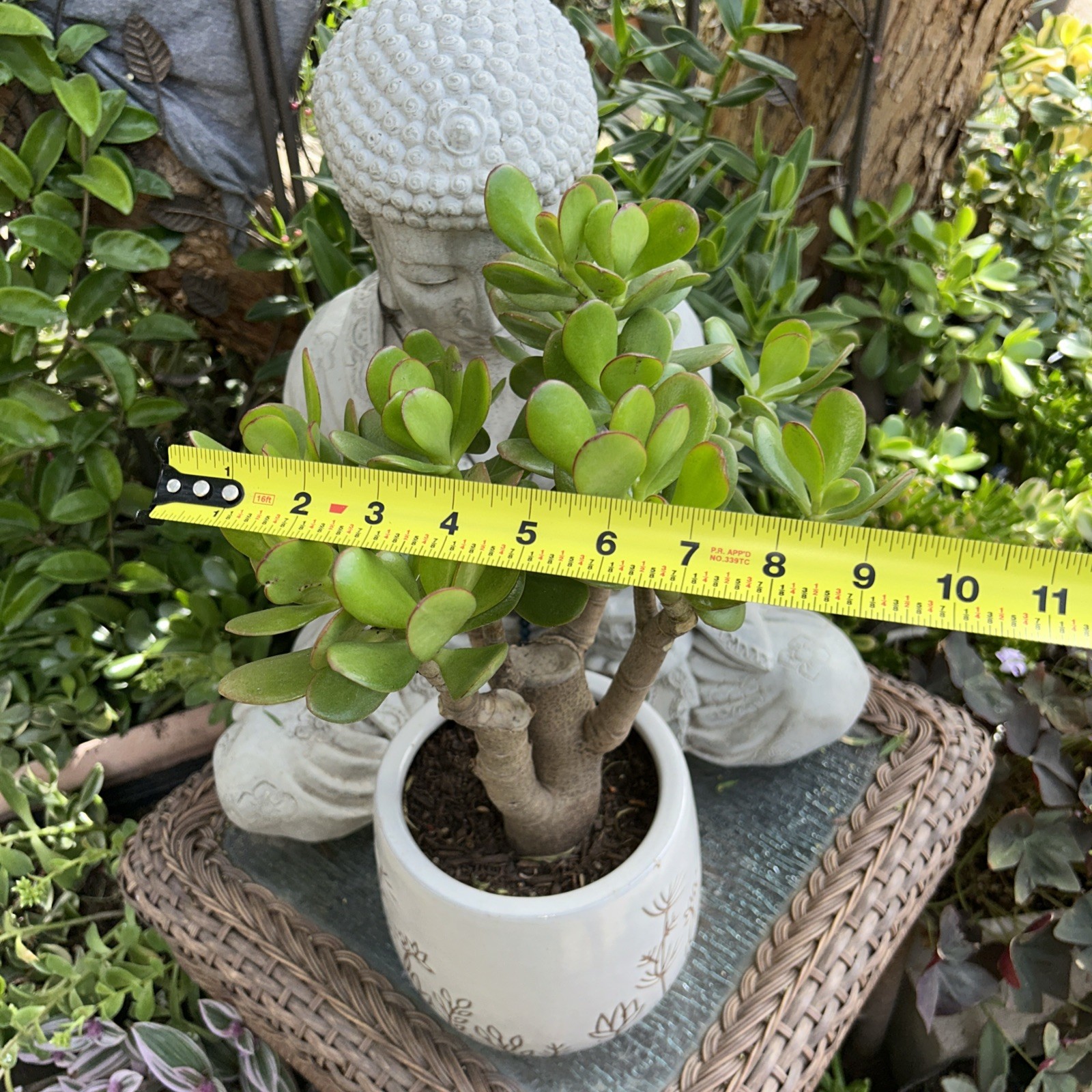 Jade Plant Crassula Ovata Money Tree 12” Tall X 10” Wide Blooms White