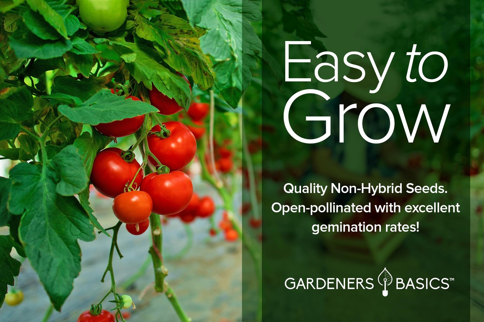 Tomato Growing Kit – Grow 8 Varieties of Delicious Red, Yellow, Purple, Green